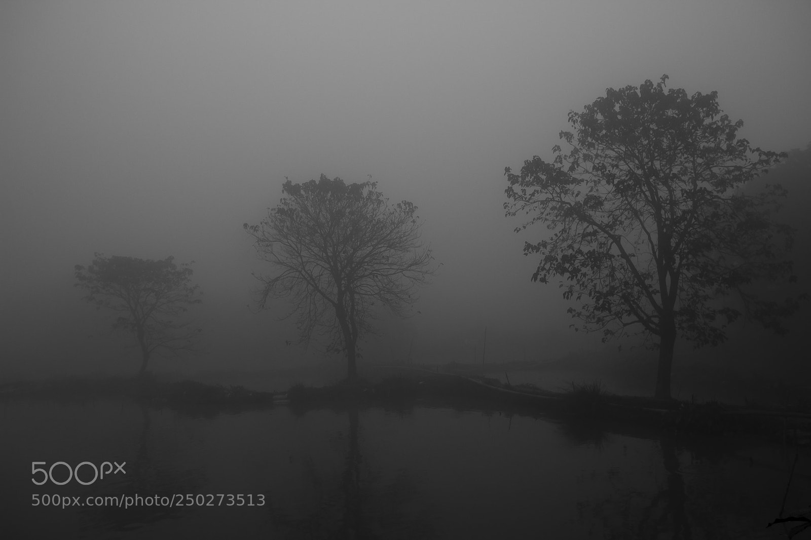 Canon EOS 70D sample photo. A foggy morning part 11 photography