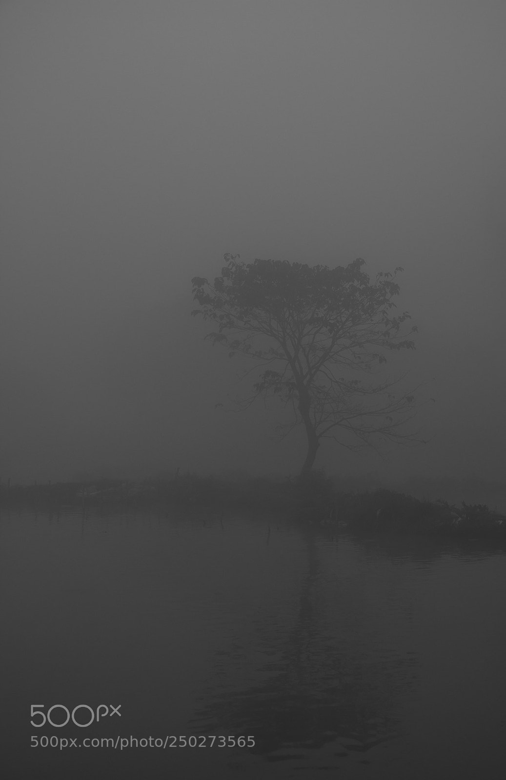 Canon EOS 70D sample photo. A foggy morning part 12 photography