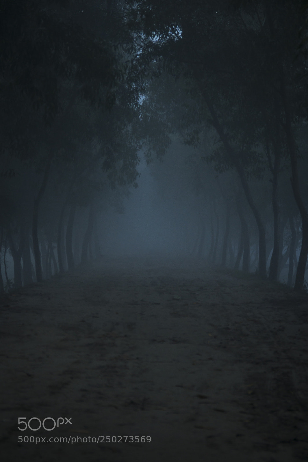 Canon EOS 70D sample photo. A foggy morning part 14 photography