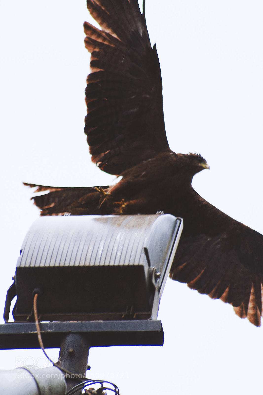 Canon EOS 700D (EOS Rebel T5i / EOS Kiss X7i) sample photo. Hawk photography