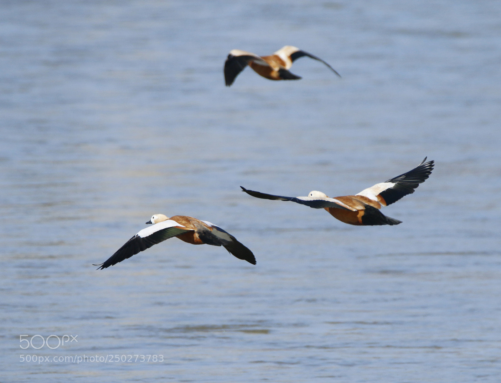 Canon EOS 70D sample photo. Companion flight photography