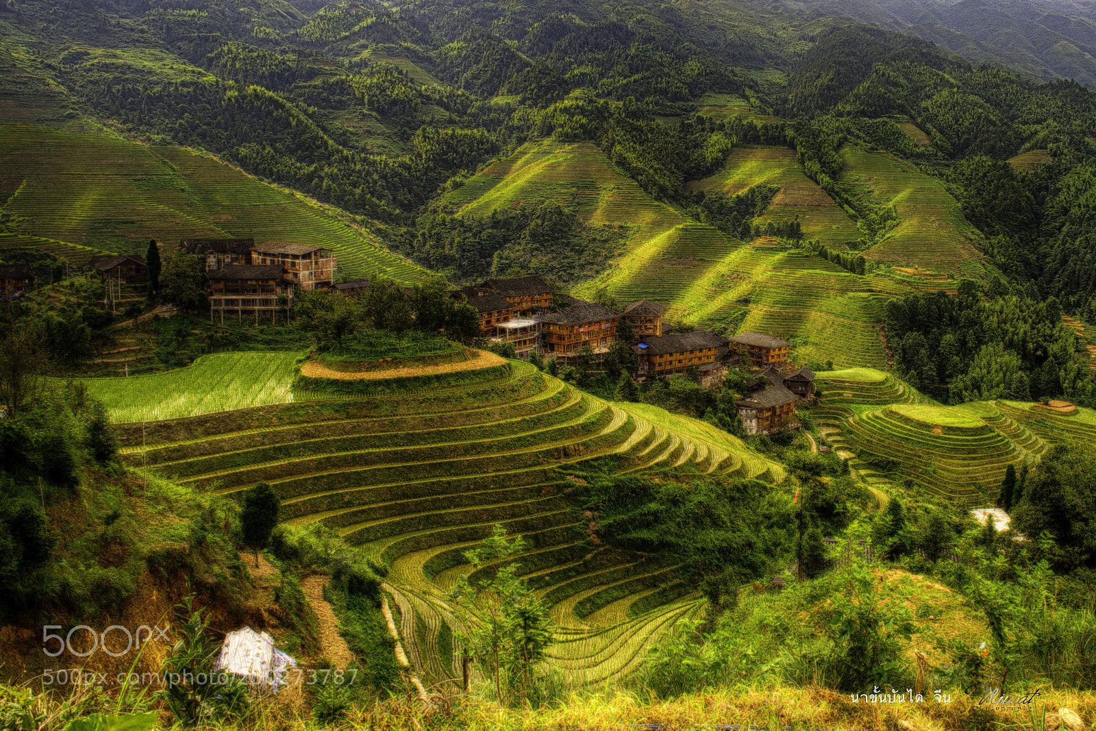 Nikon D4 sample photo. China rice terrace photography