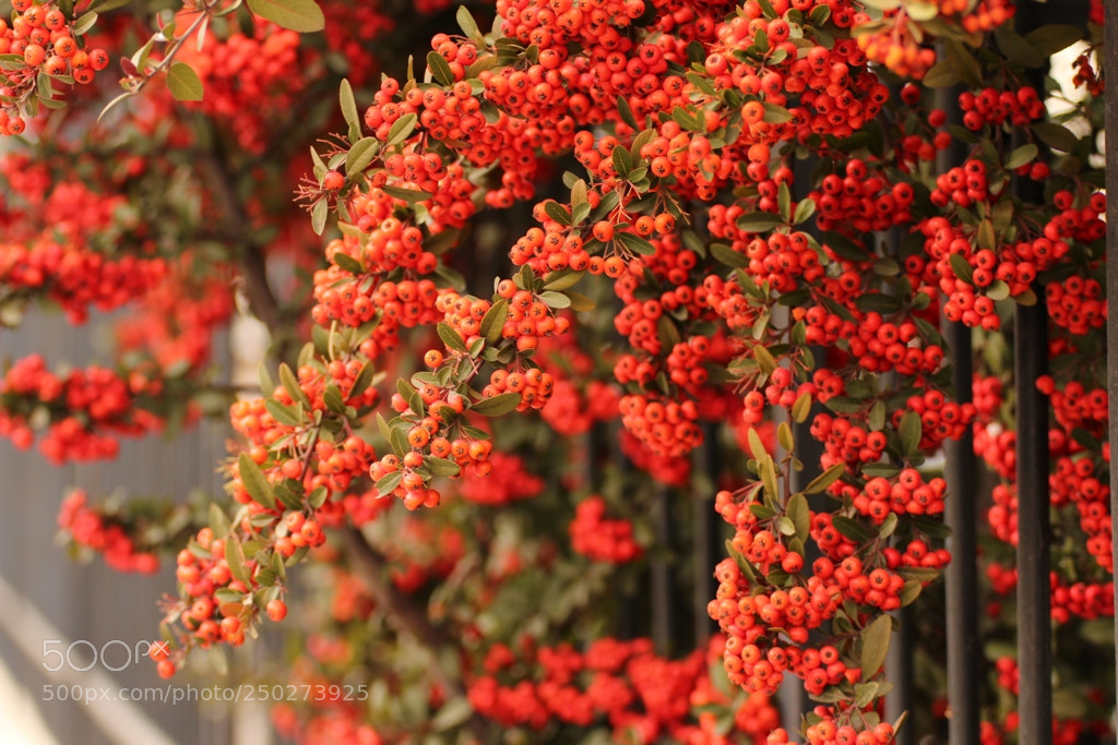 Canon EOS 600D (Rebel EOS T3i / EOS Kiss X5) sample photo. Img photography