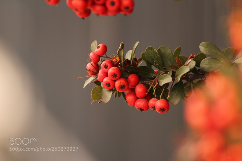 Canon EOS 600D (Rebel EOS T3i / EOS Kiss X5) sample photo. Img photography