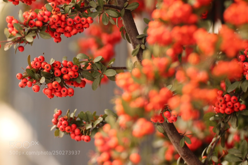 Canon EOS 600D (Rebel EOS T3i / EOS Kiss X5) sample photo. Img photography