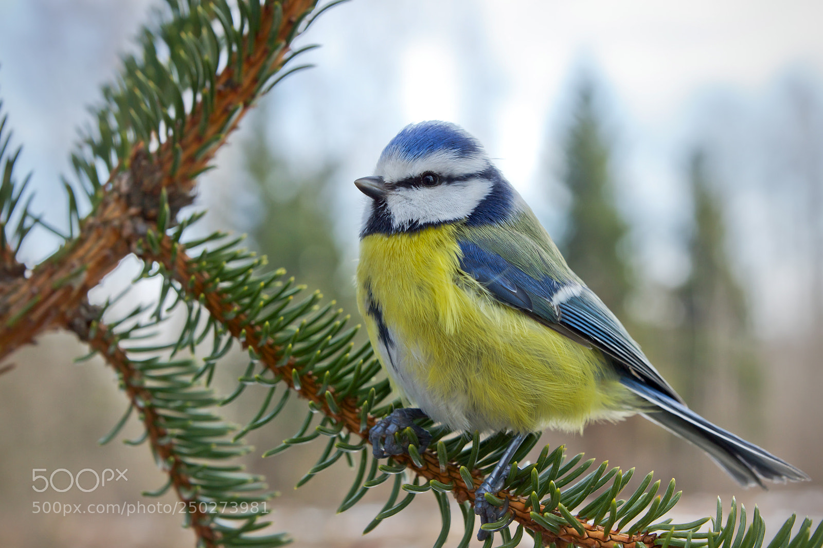 Sony SLT-A77 sample photo. Blue tit. photography