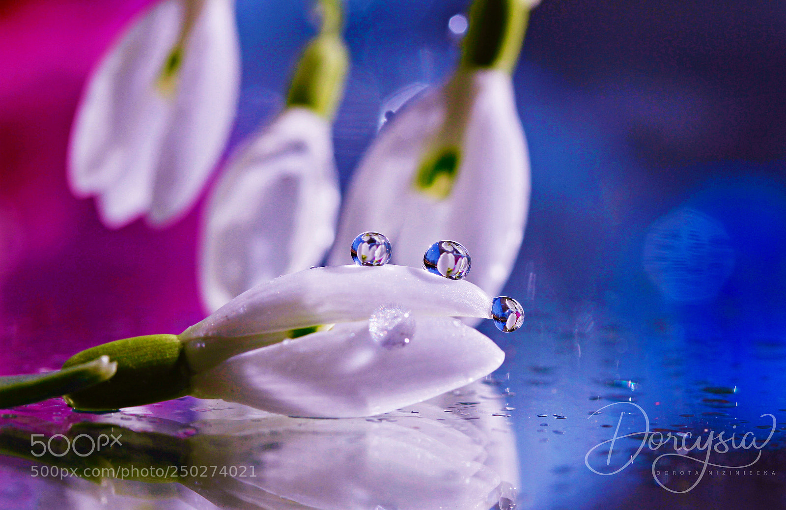 Canon EOS 7D sample photo. New spring, new beginning photography