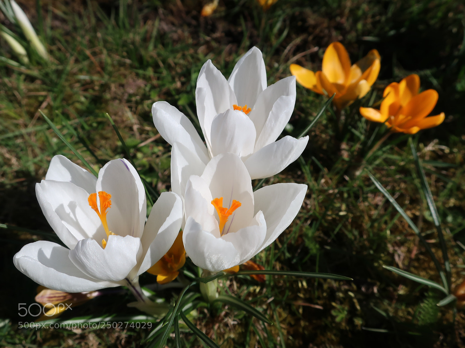 Canon PowerShot G9 X Mark II sample photo. F(lower)-number photography