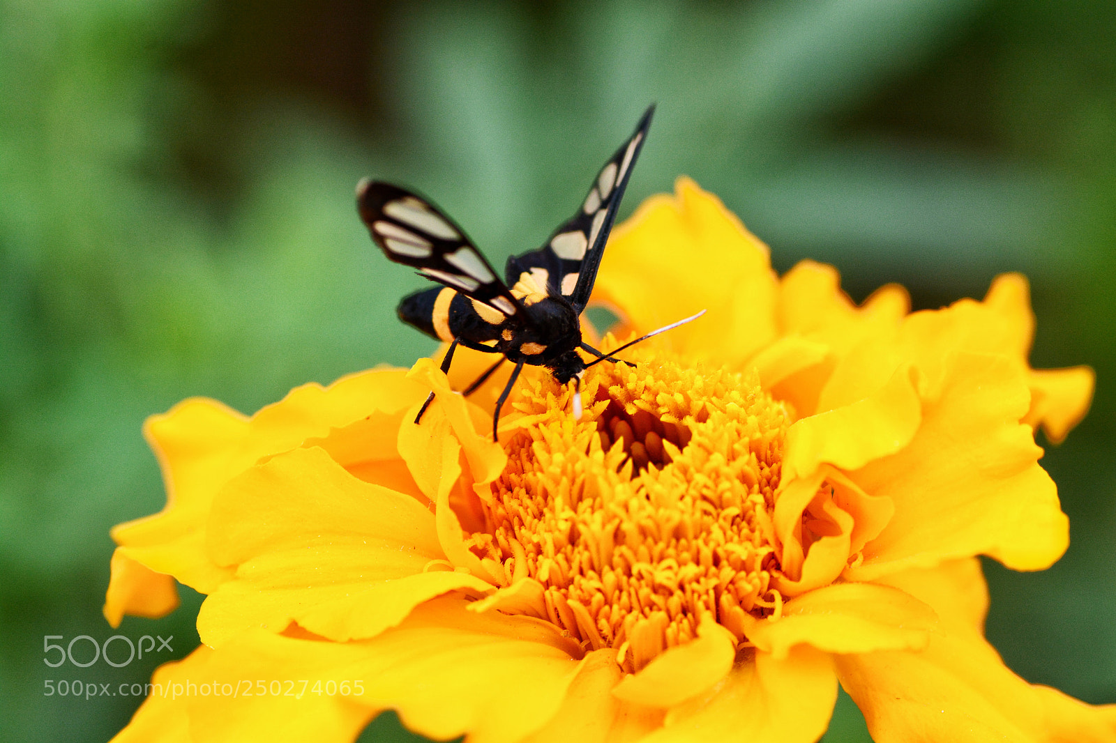 Nikon D7100 sample photo. Untitled photography