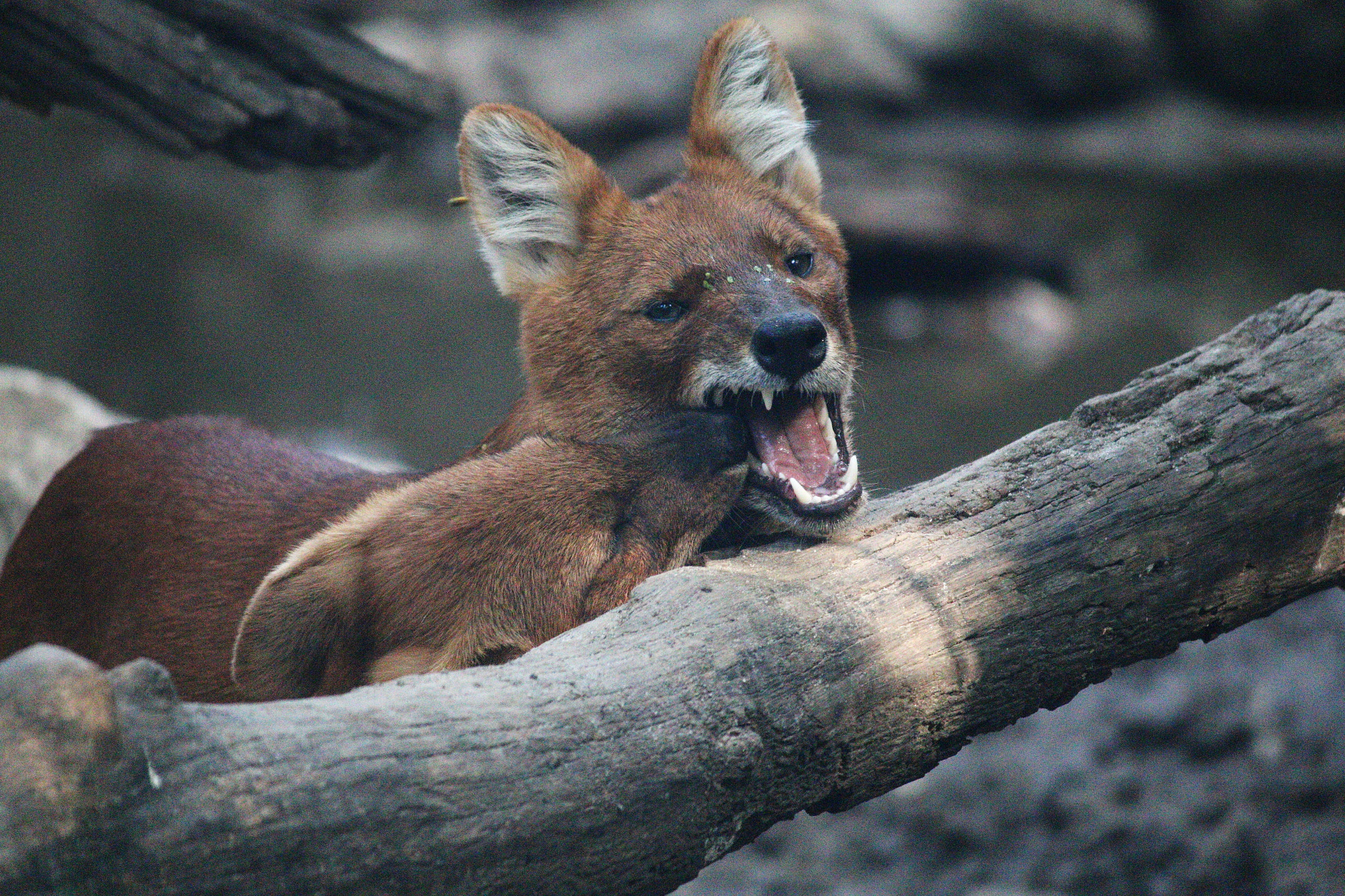 Canon EF-S 55-250mm F4-5.6 IS II sample photo. Wild dogs photography