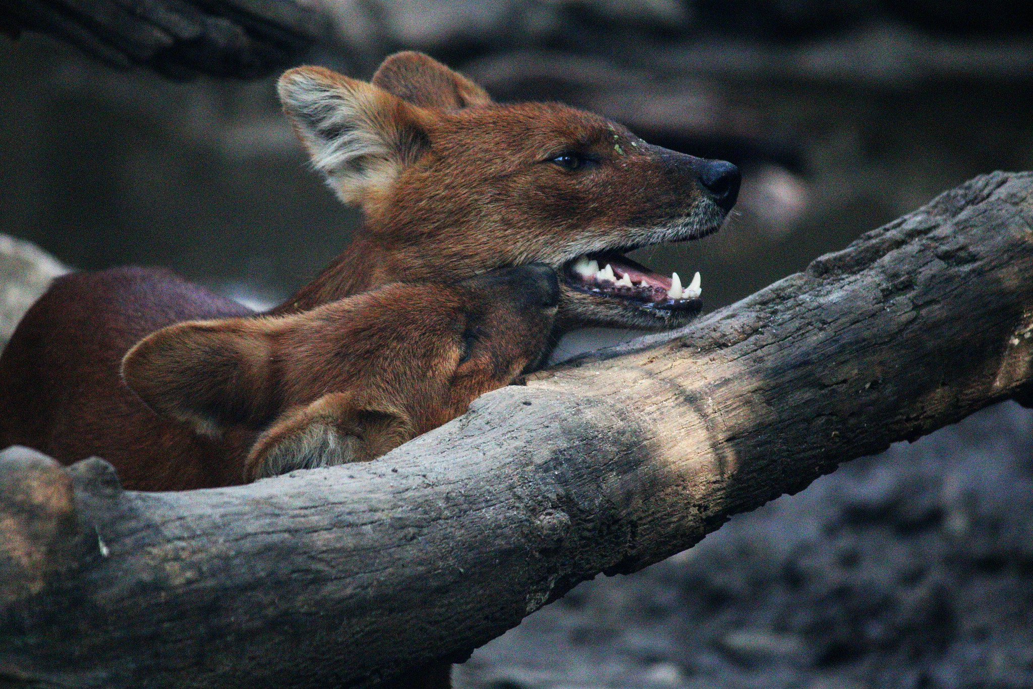 Canon EF-S 55-250mm F4-5.6 IS II sample photo. Wild dogs 2 photography