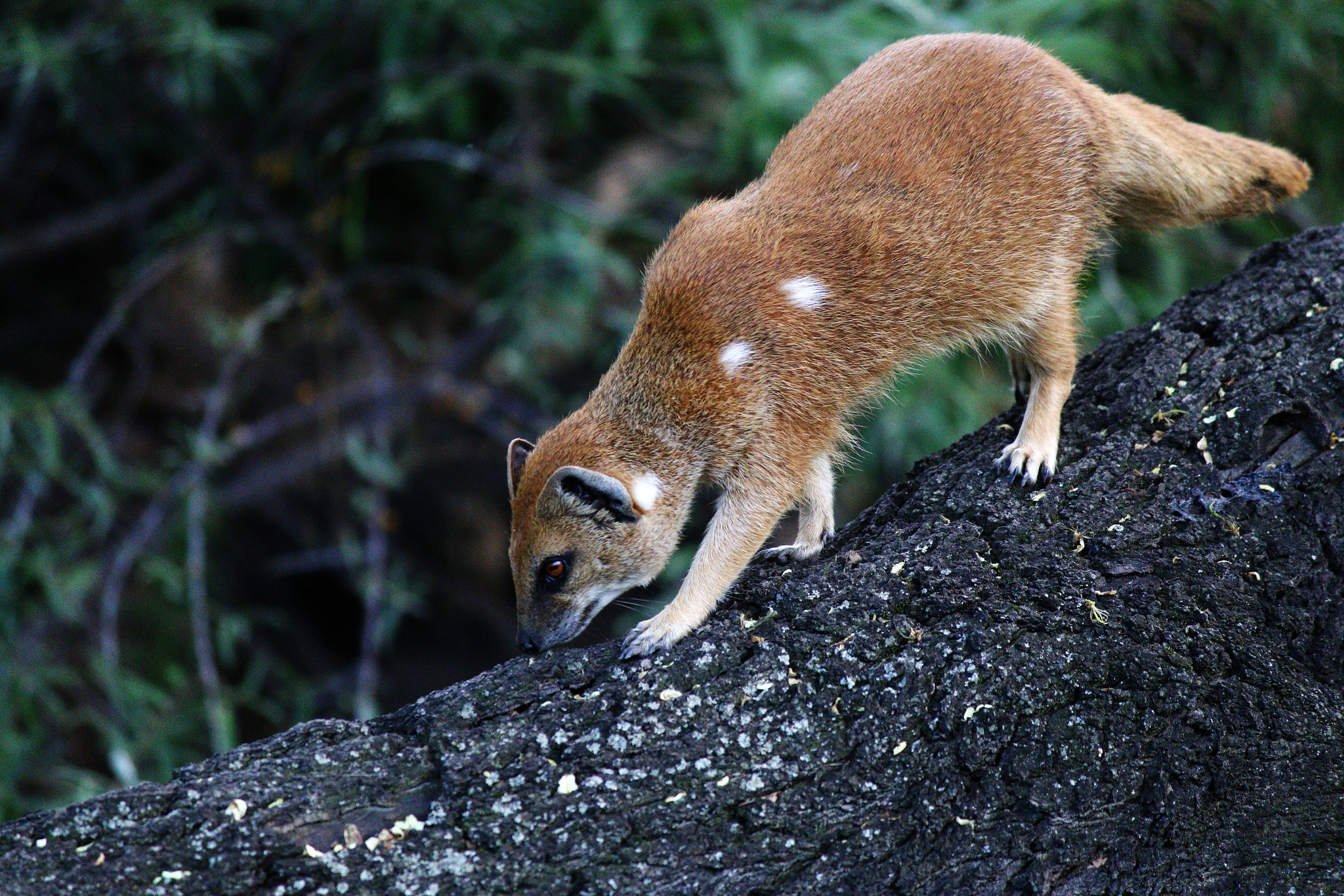 Canon EF-S 55-250mm F4-5.6 IS II sample photo. Wild animal photography