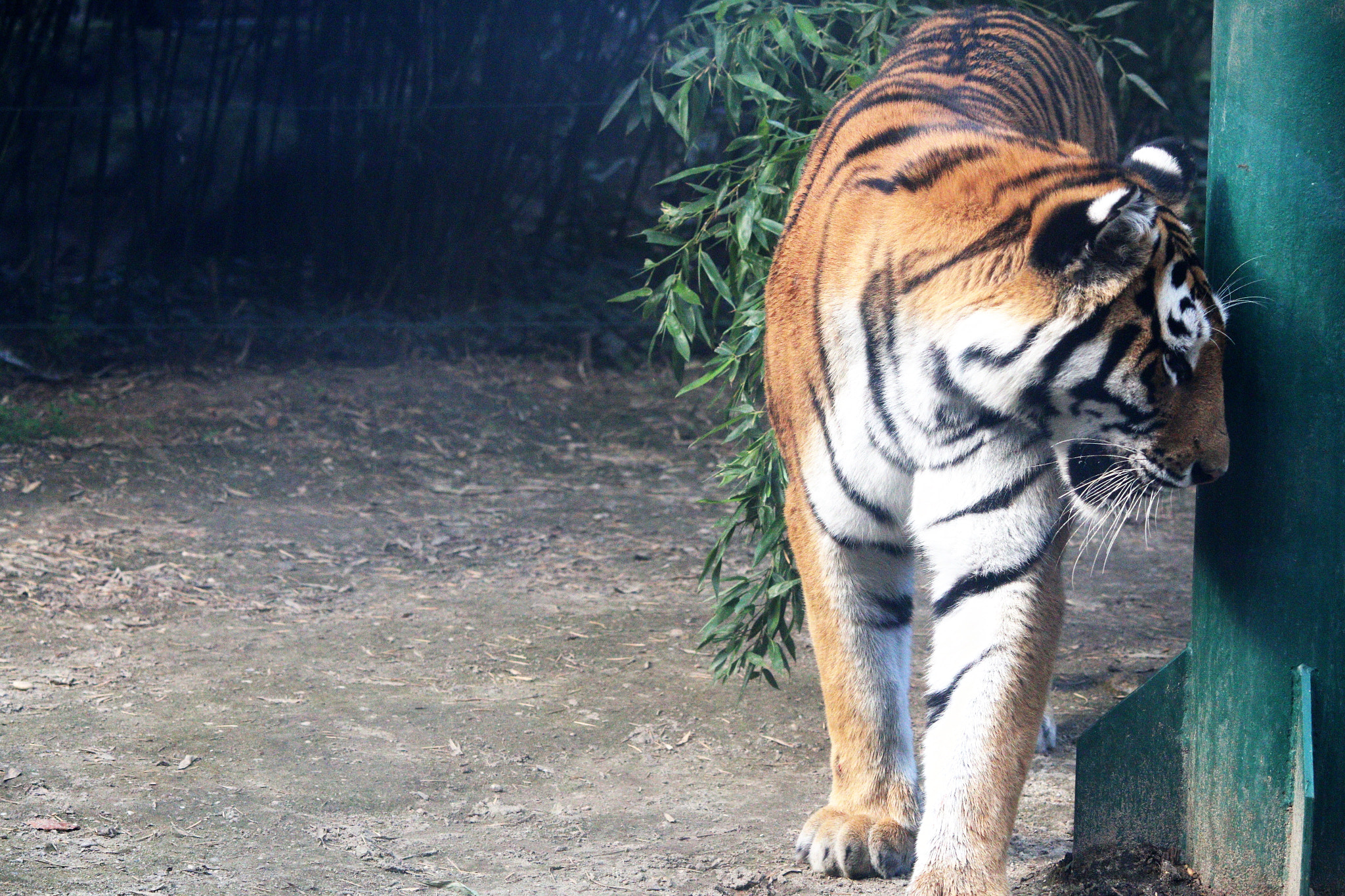 Canon EF-S 55-250mm F4-5.6 IS II sample photo. Tigris photography