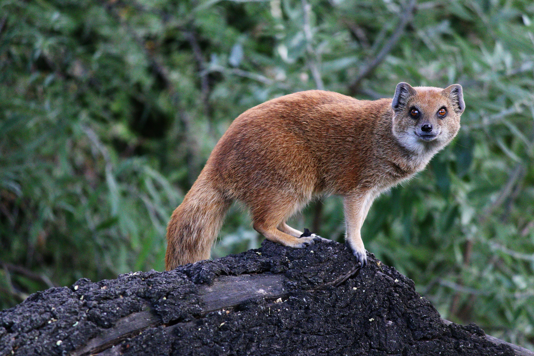 Canon EF-S 55-250mm F4-5.6 IS II sample photo. Wild animal photography