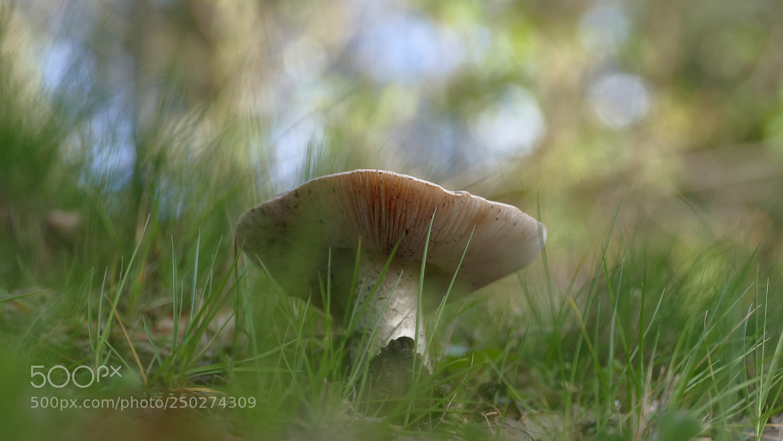 Panasonic Lumix DMC-FZ1000 sample photo. Mushroom... photography