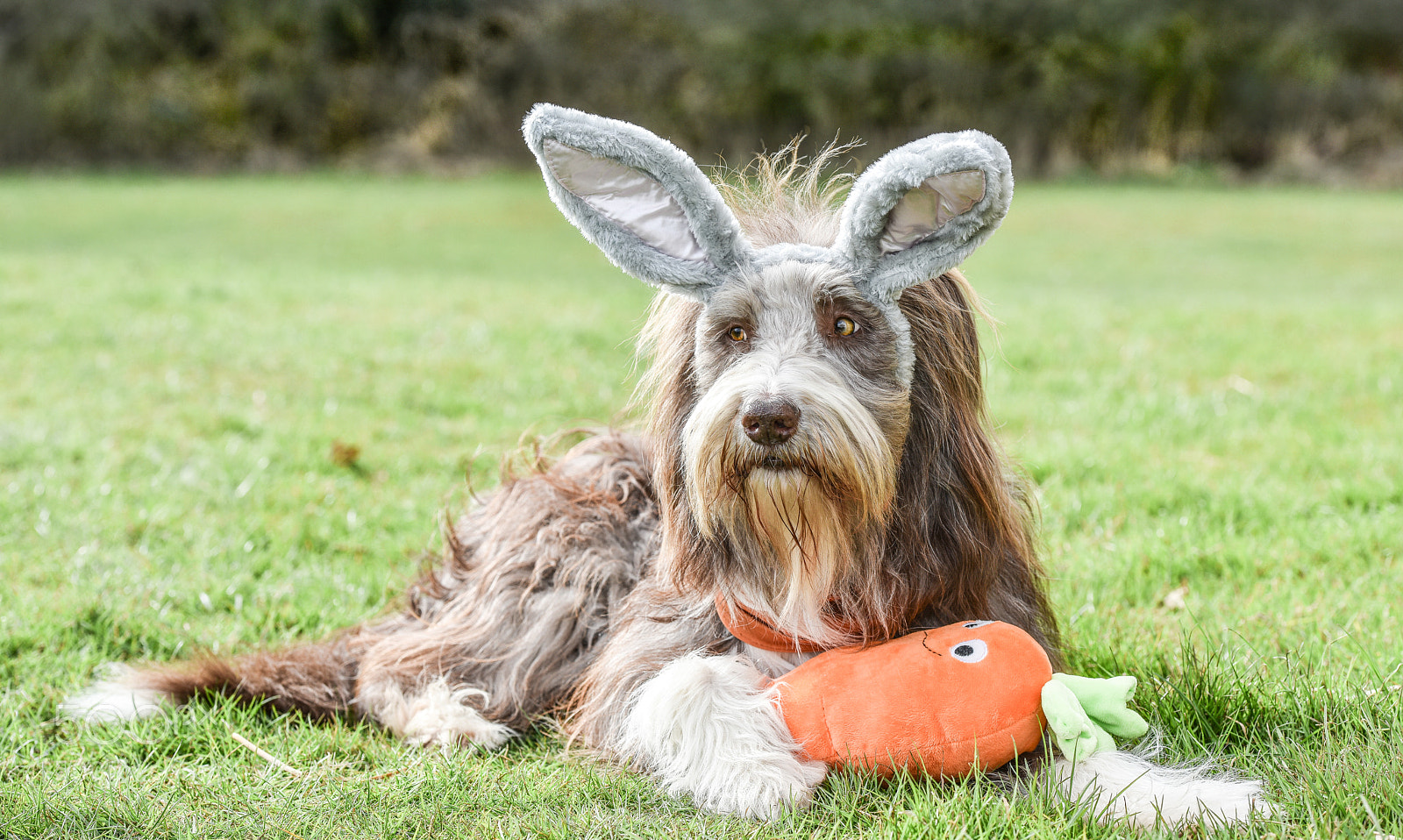 Nikon D810 sample photo. Whats up dog photography