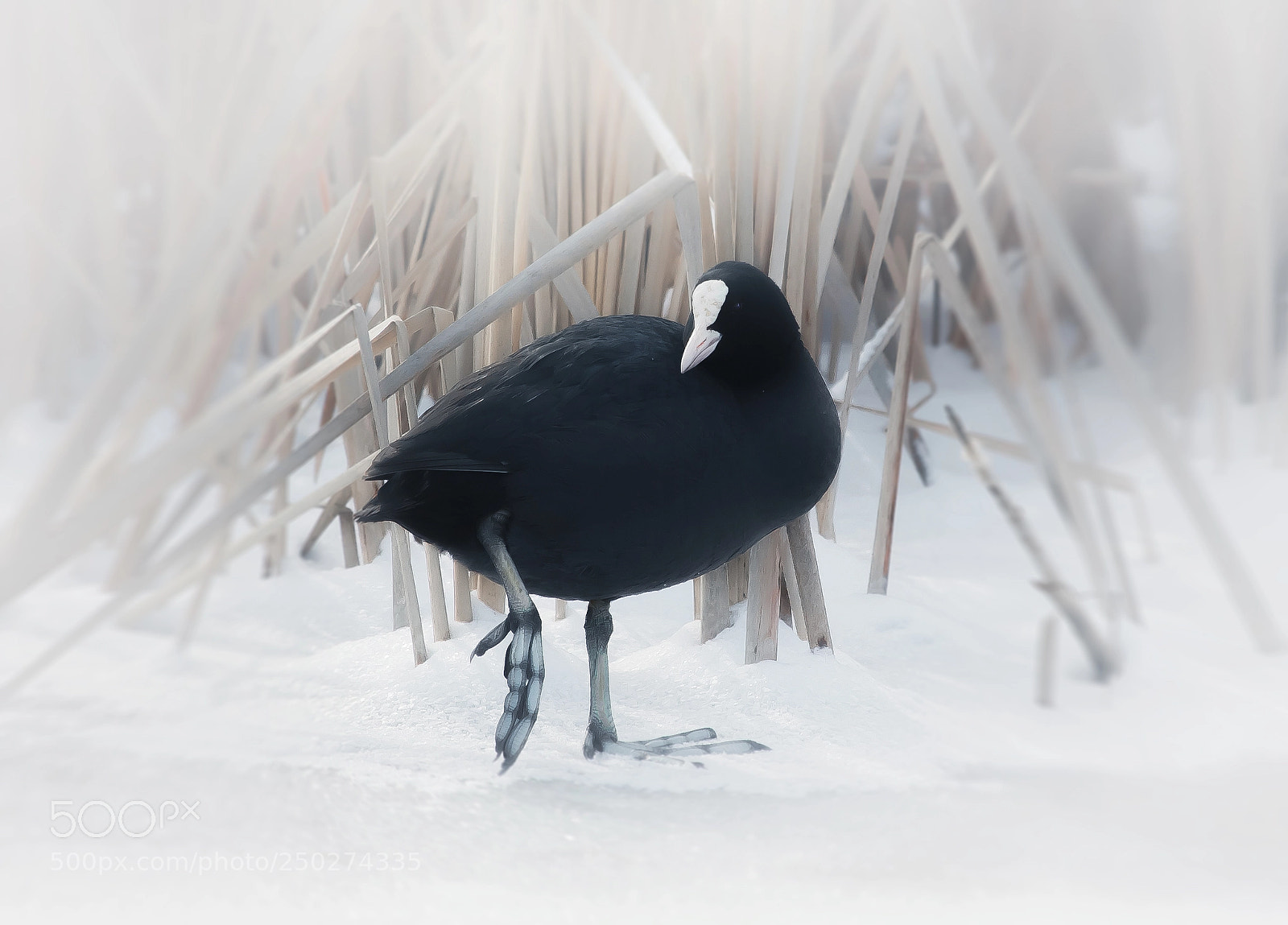 Canon EOS 700D (EOS Rebel T5i / EOS Kiss X7i) sample photo. Euroasian coot photography
