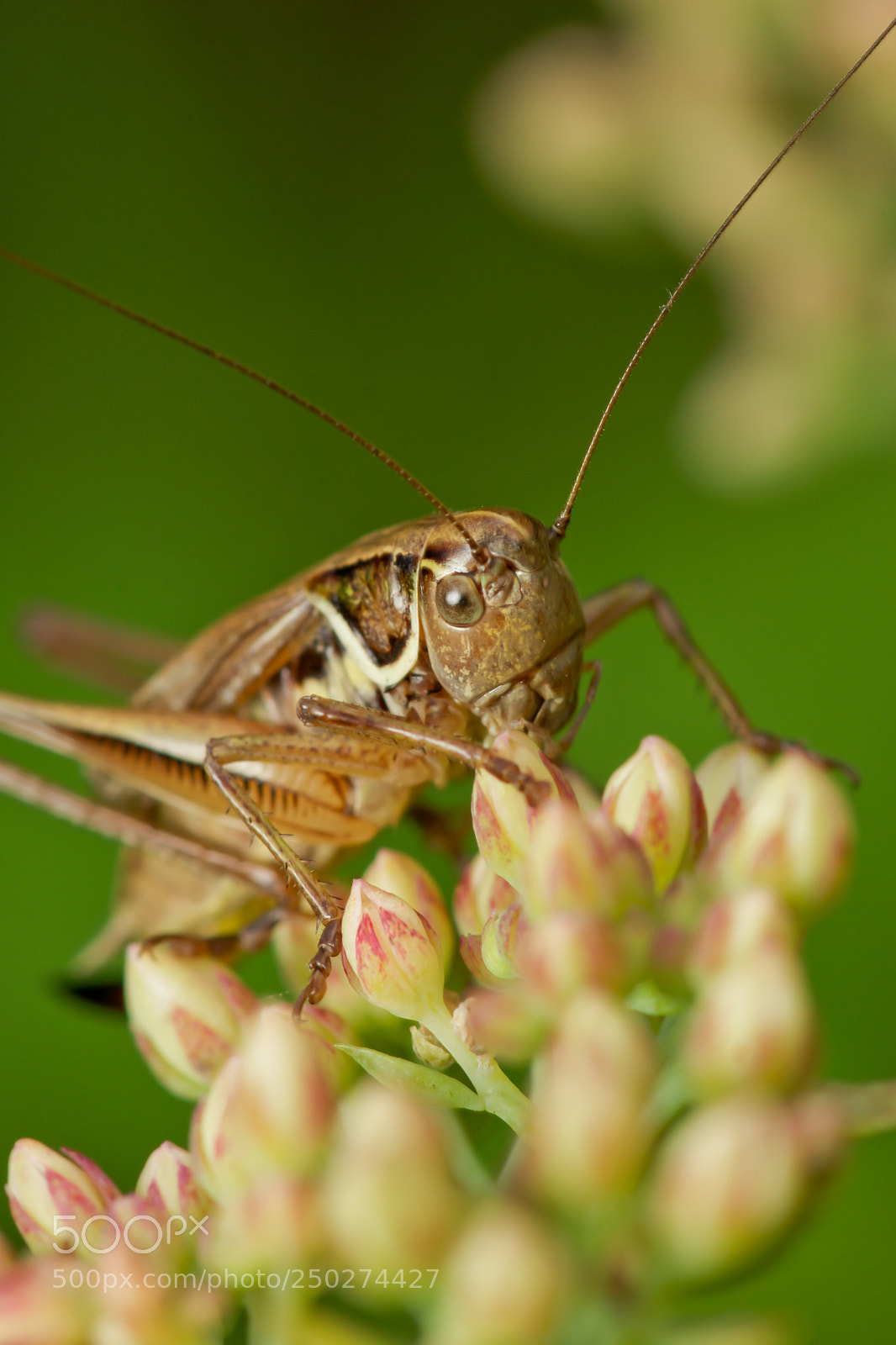 Sony SLT-A77 sample photo. Grasshopper eating photography