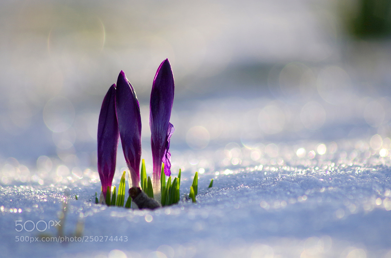 Pentax K-50 sample photo. Corcuses in snow photography