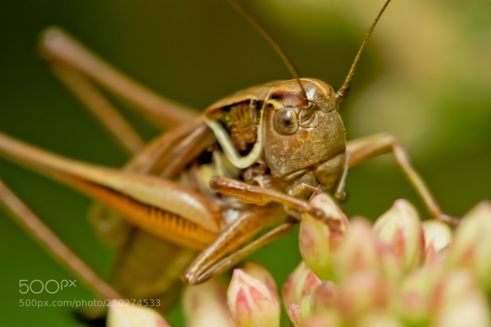 Sony SLT-A77 sample photo. Grasshopper photography