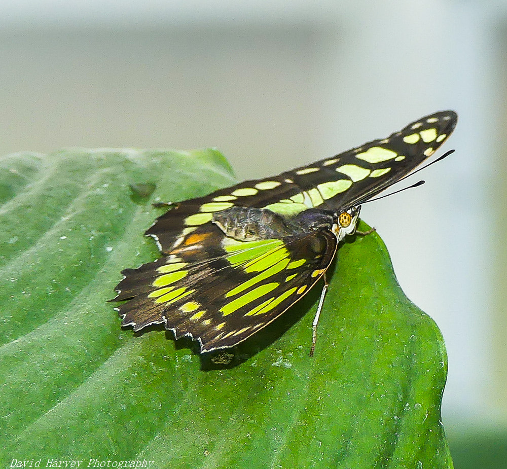 Panasonic DMC-FZ330 sample photo. Butterfly photography