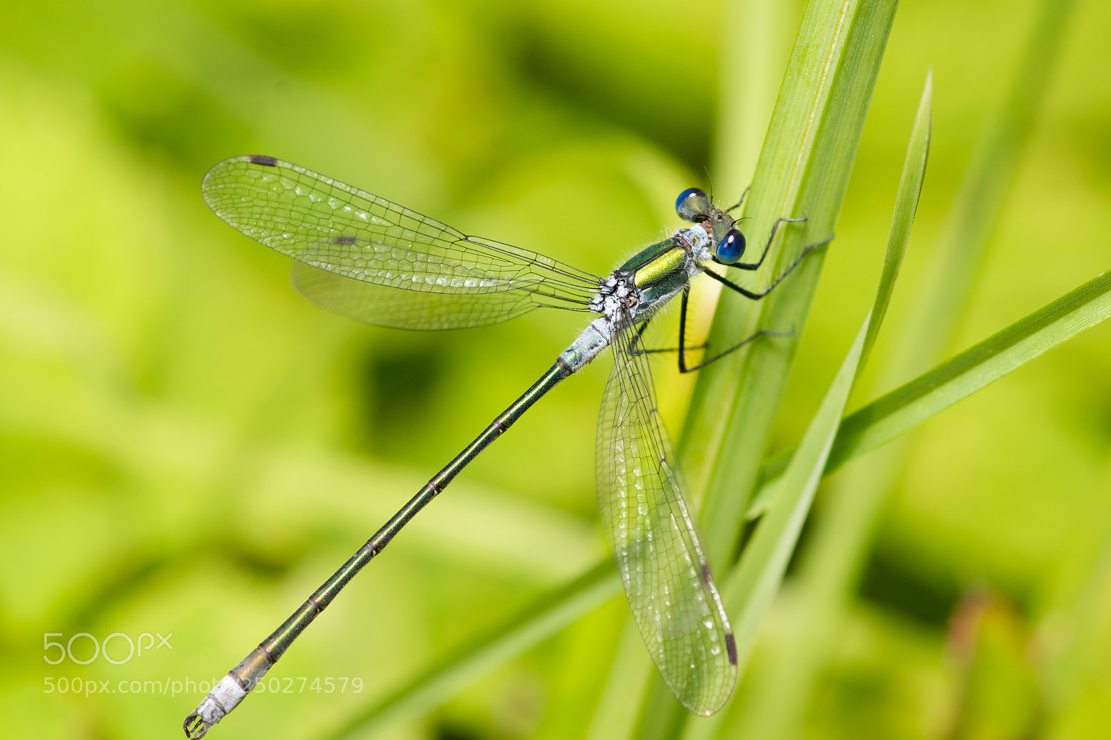 Sony SLT-A77 sample photo. Blue dragonfly. photography