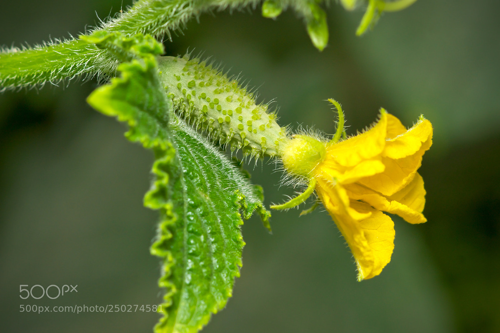 Sony SLT-A77 sample photo. Cucumber photography
