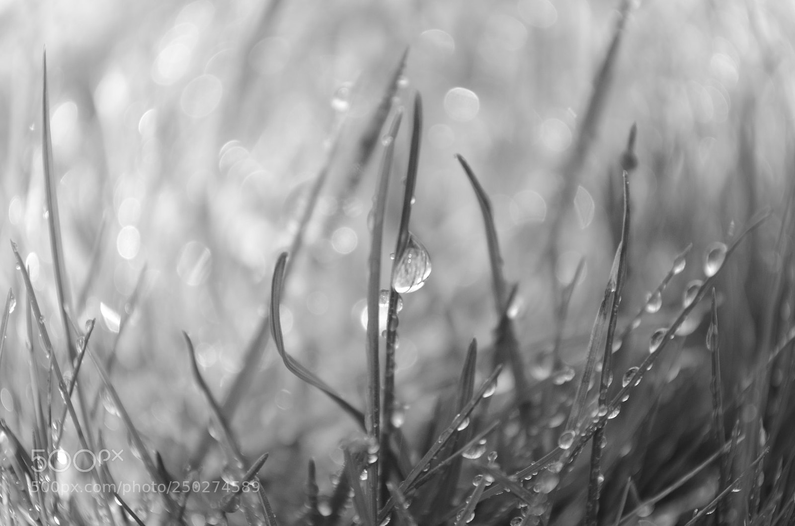 Nikon D5100 sample photo. Spring dew photography
