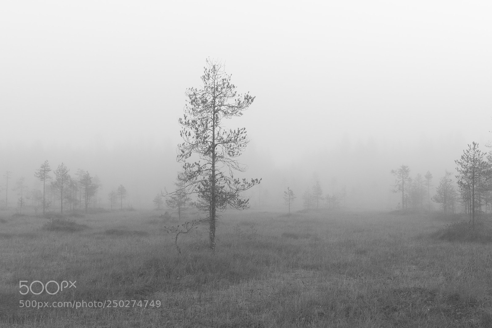 Nikon D810 sample photo. Untitled photography