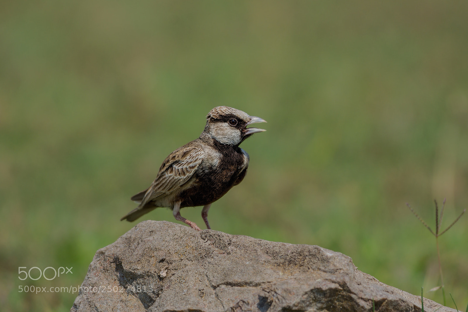 Nikon D7200 sample photo. Ashy-crowned sparrow-lark photography