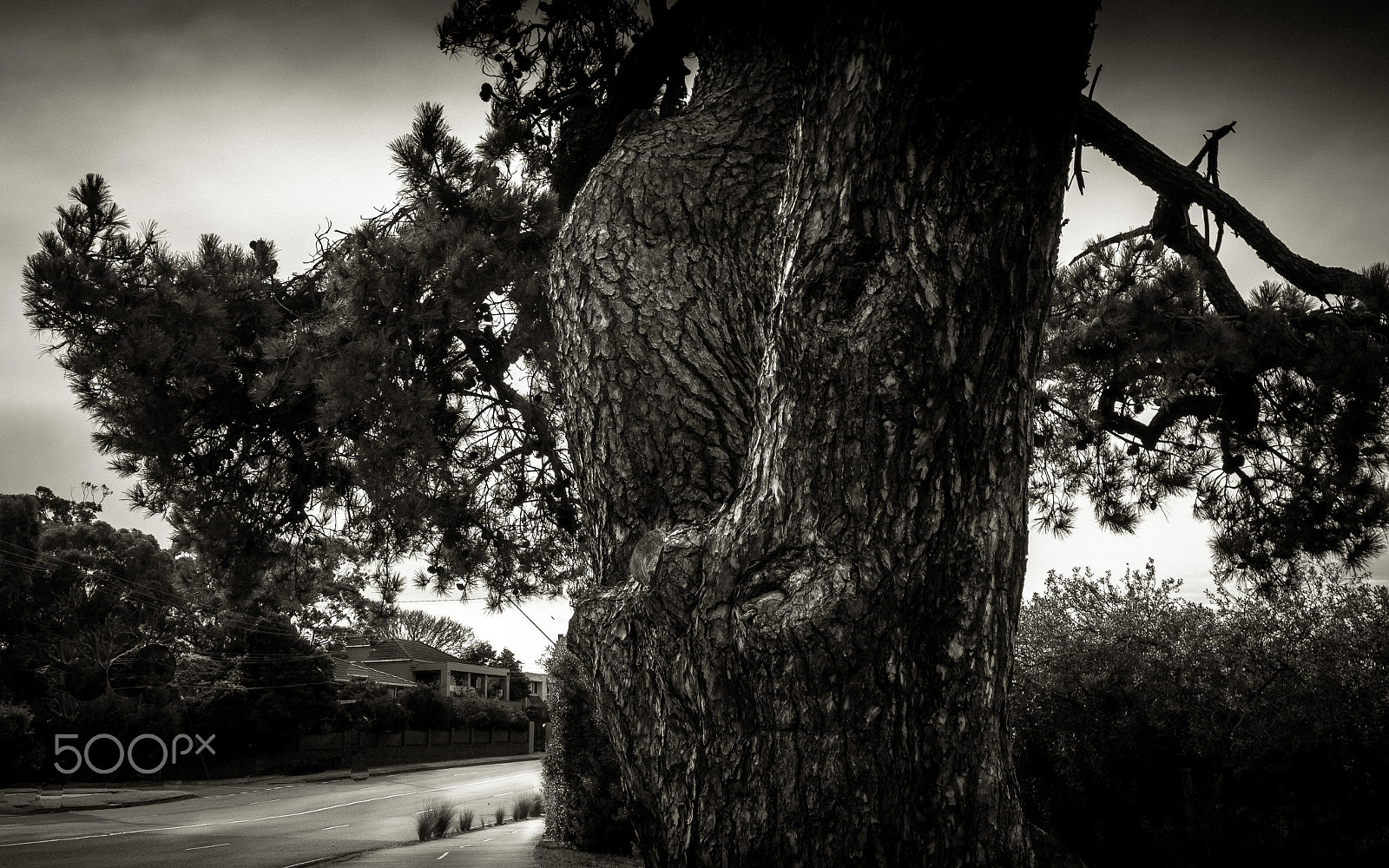 Leica X Vario sample photo. Tree performance photography