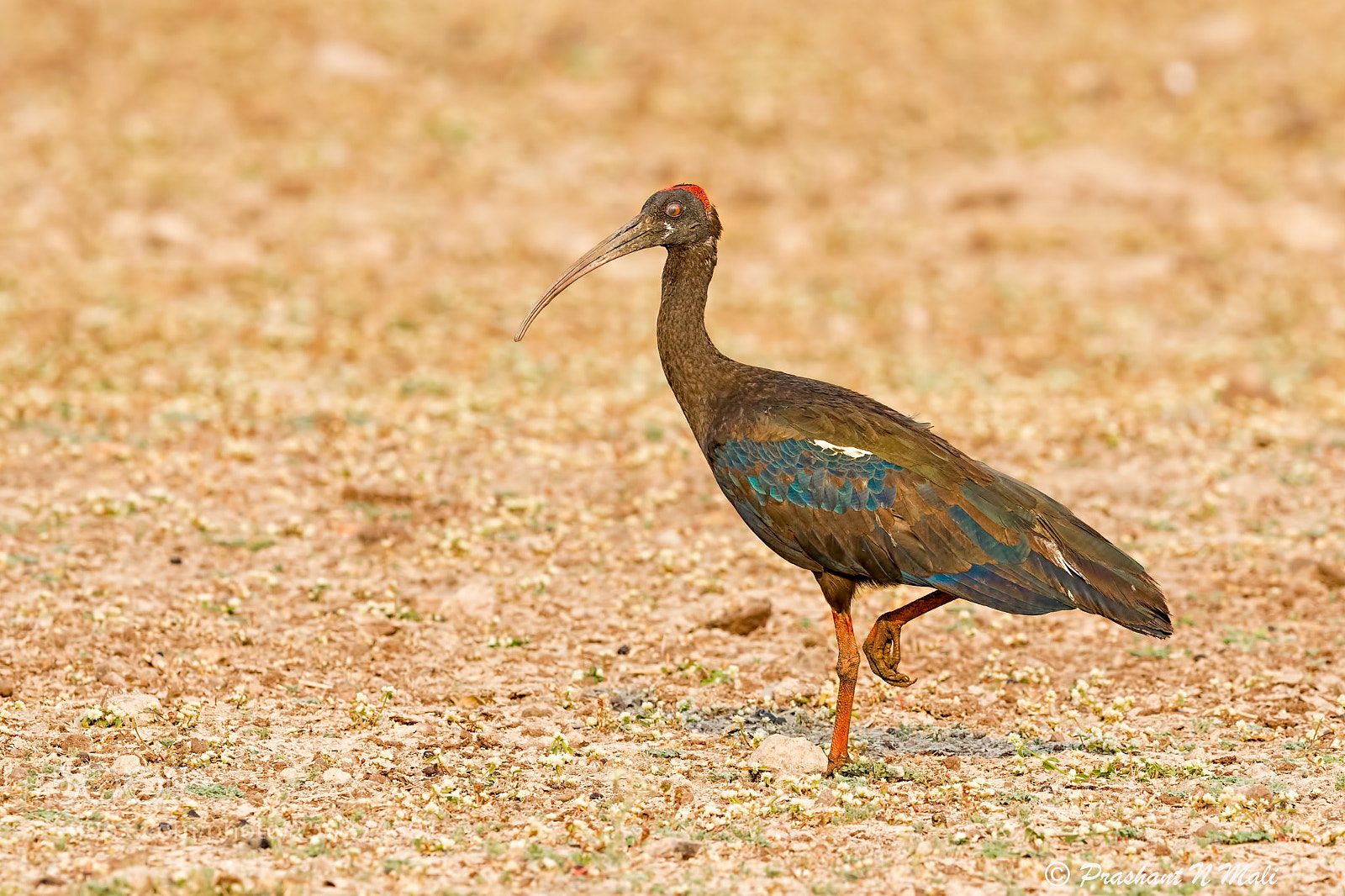 Canon EOS 7D Mark II sample photo. Red-naped ibis photography