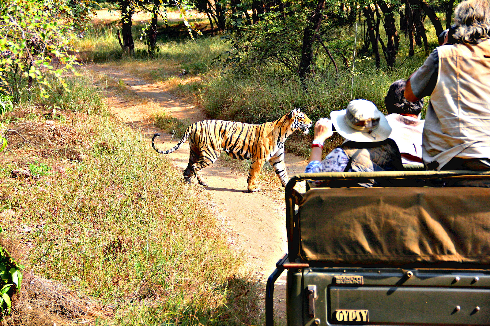Canon EOS 60D sample photo. Tiger in ranthambore photography