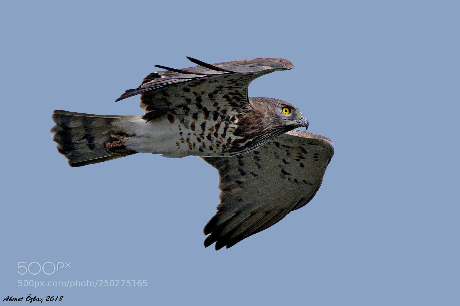 Nikon D800 sample photo. Snake eagle photography