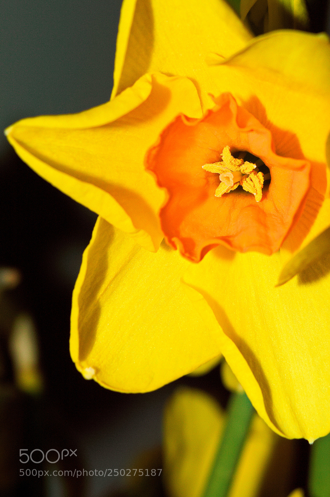 Nikon D3200 sample photo. Spring time 2018 photography