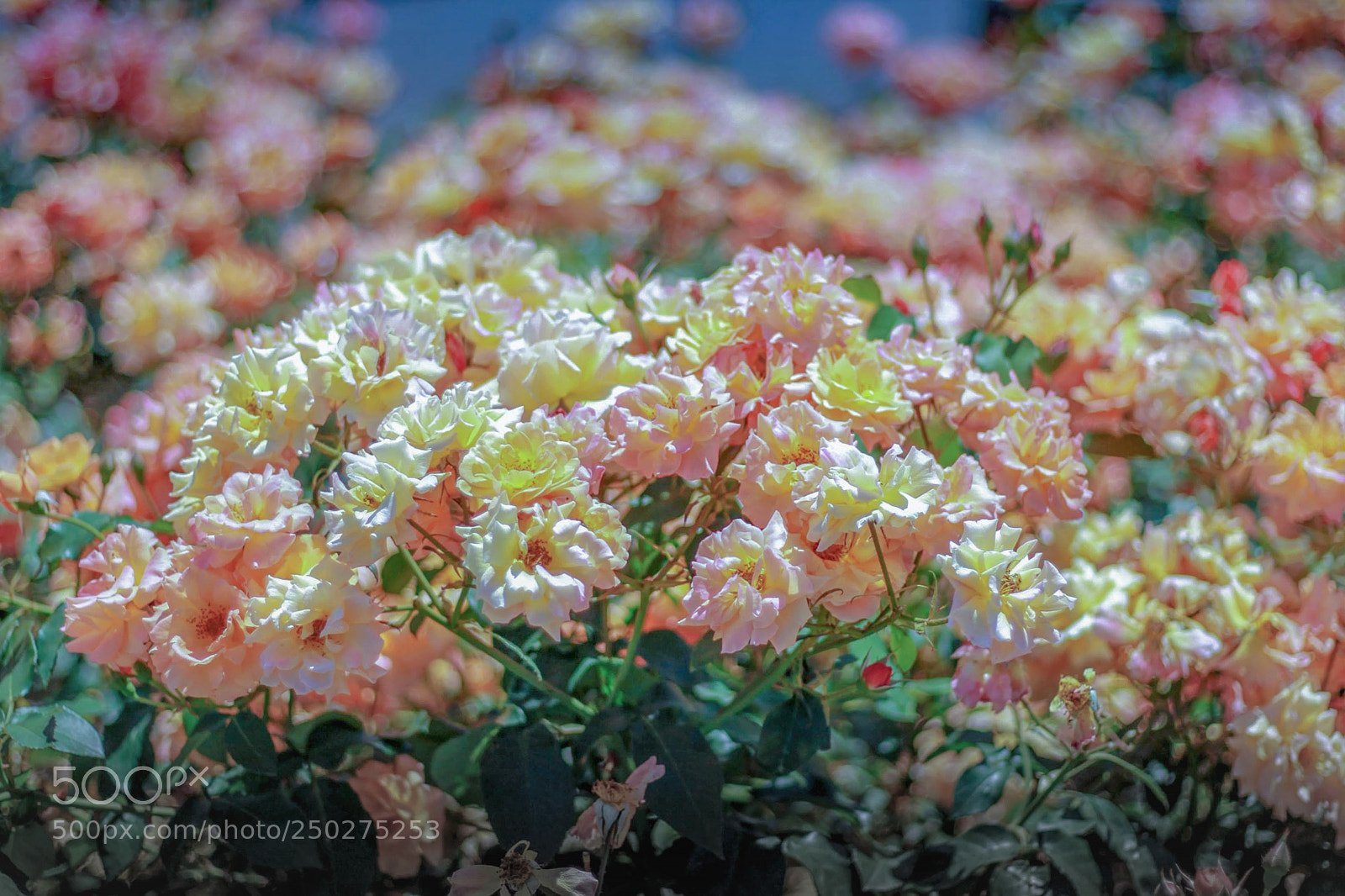 Canon EOS 5D Mark II sample photo. Under the sun photography