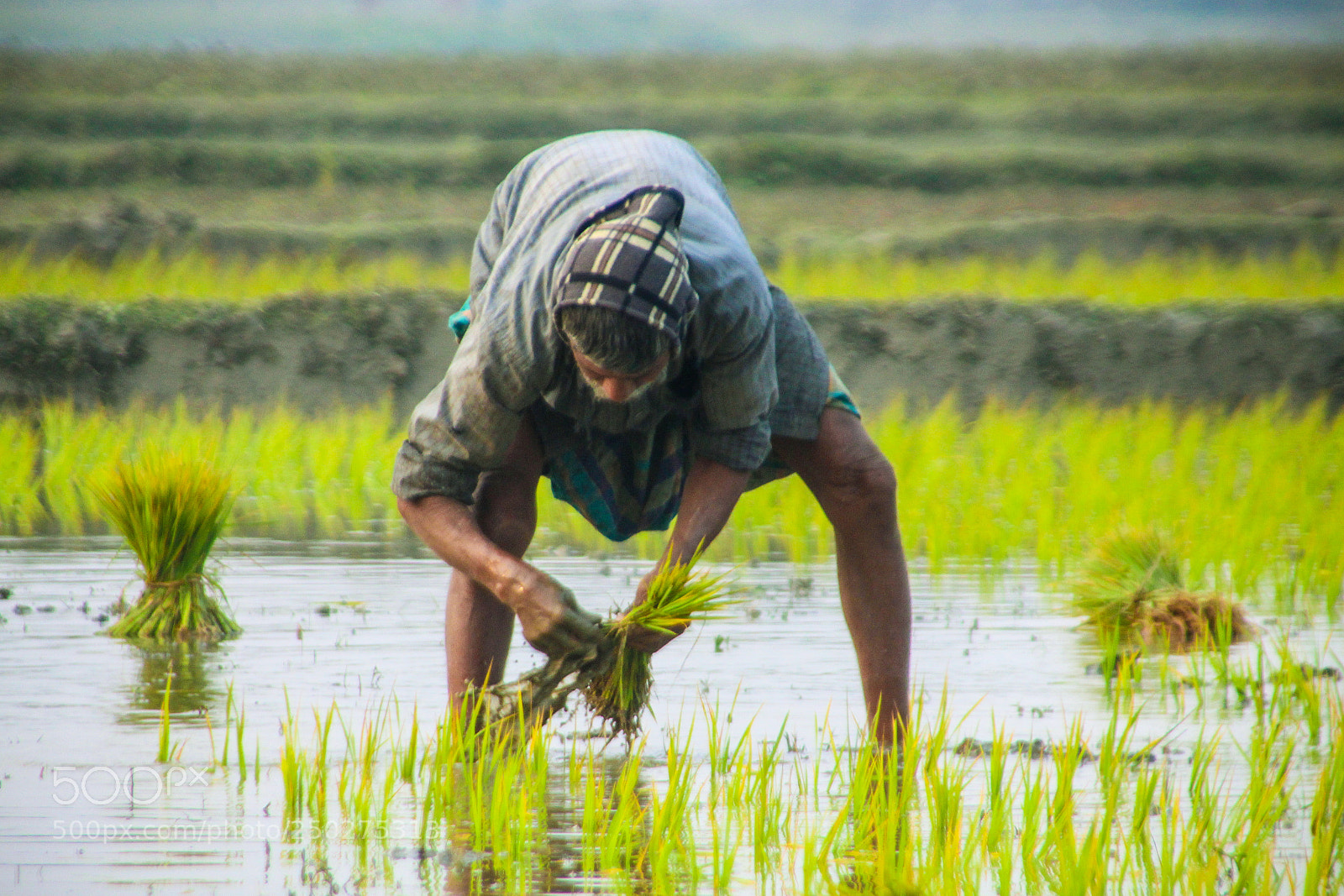 Canon EOS 700D (EOS Rebel T5i / EOS Kiss X7i) sample photo. 'the farmer' photography