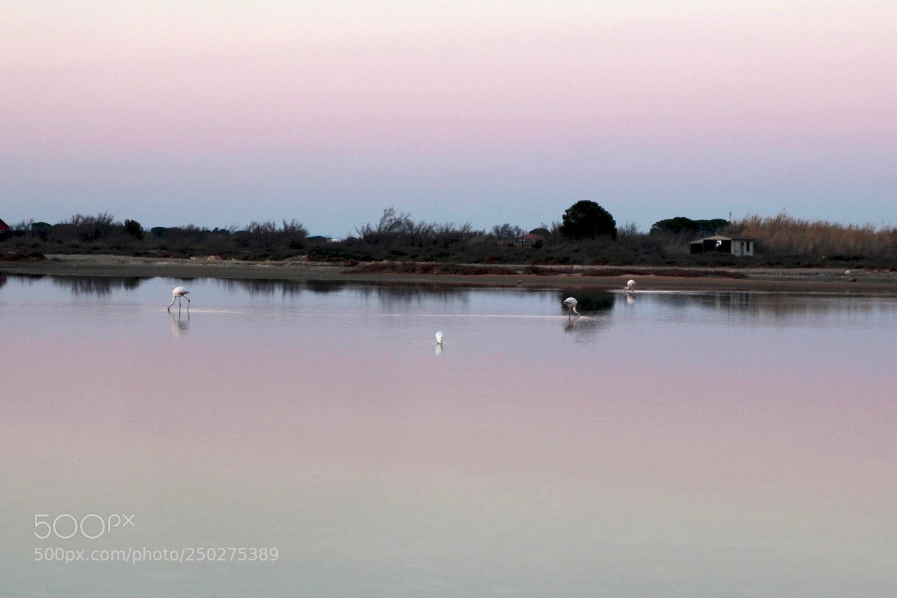 Canon EOS 100D (EOS Rebel SL1 / EOS Kiss X7) sample photo. Flamants photography