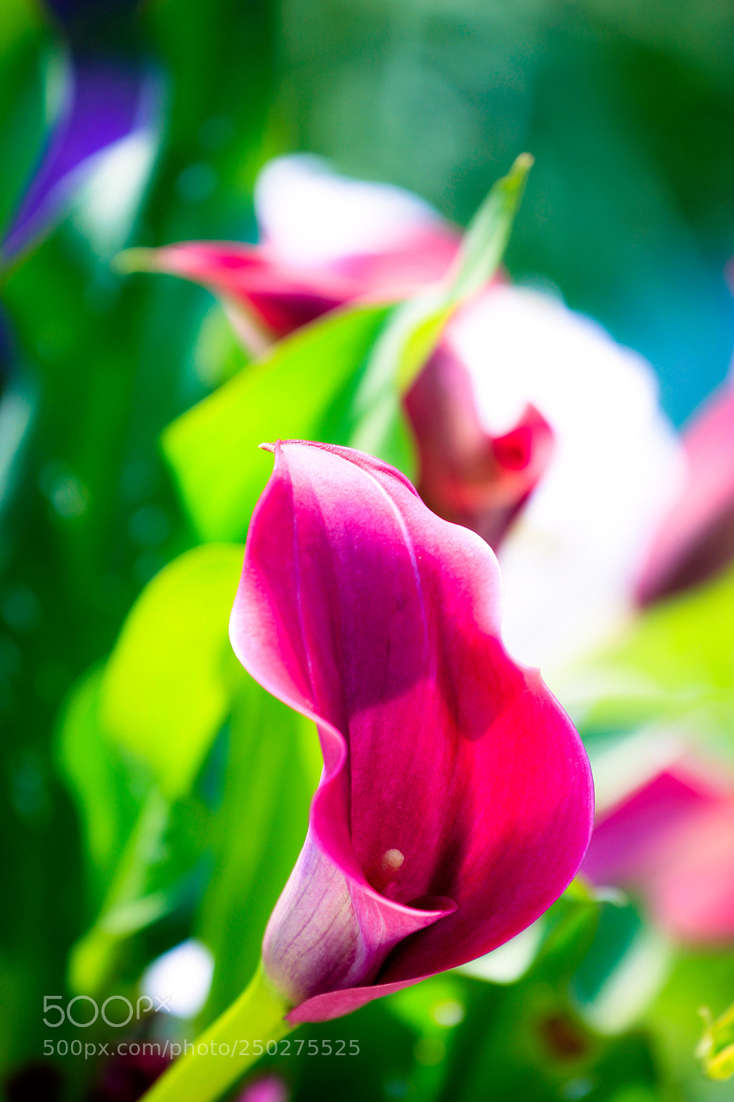 Canon EOS-1D Mark IV sample photo. Untitled photography