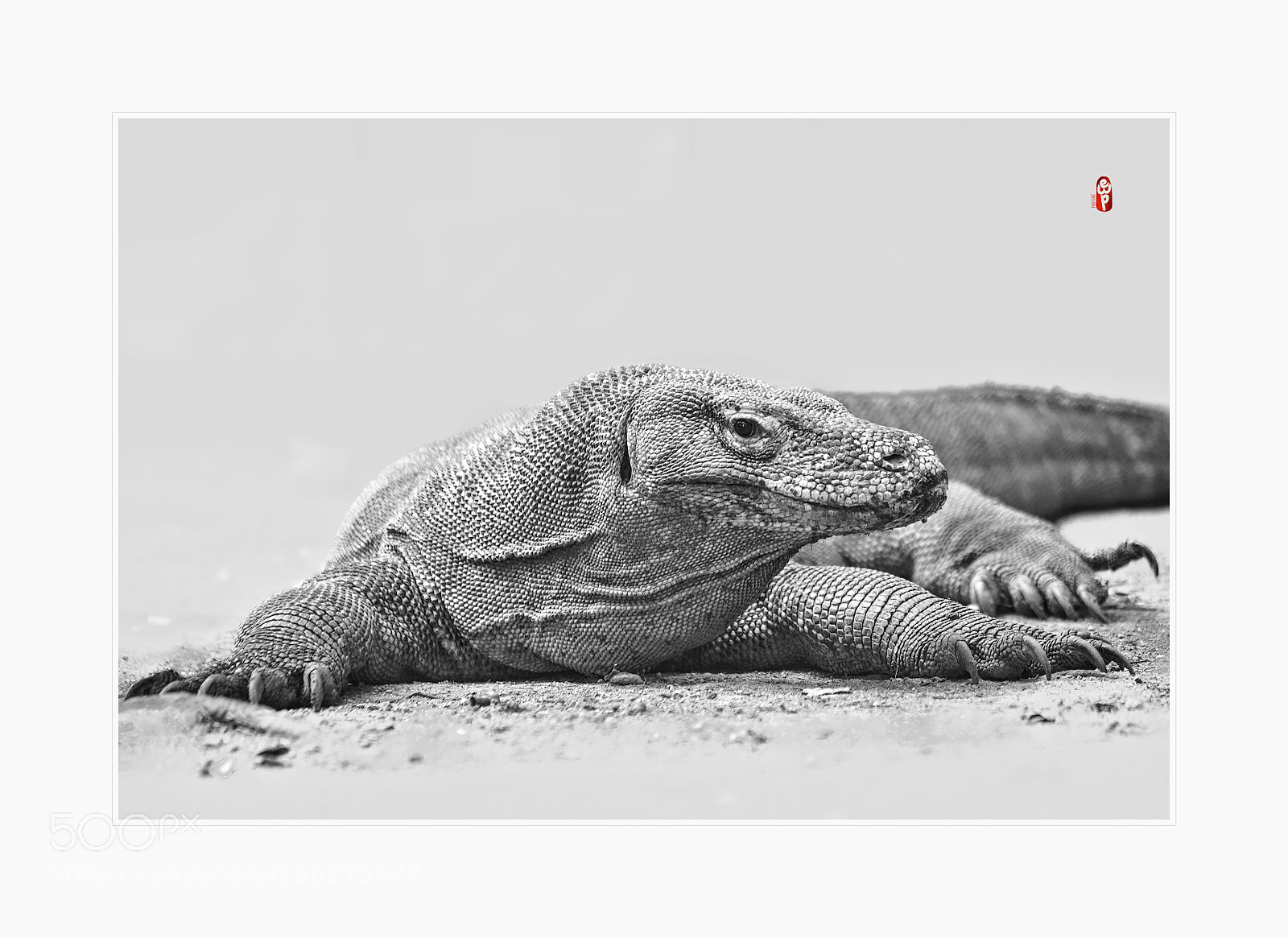 Sony a7 II sample photo. Komodo photography