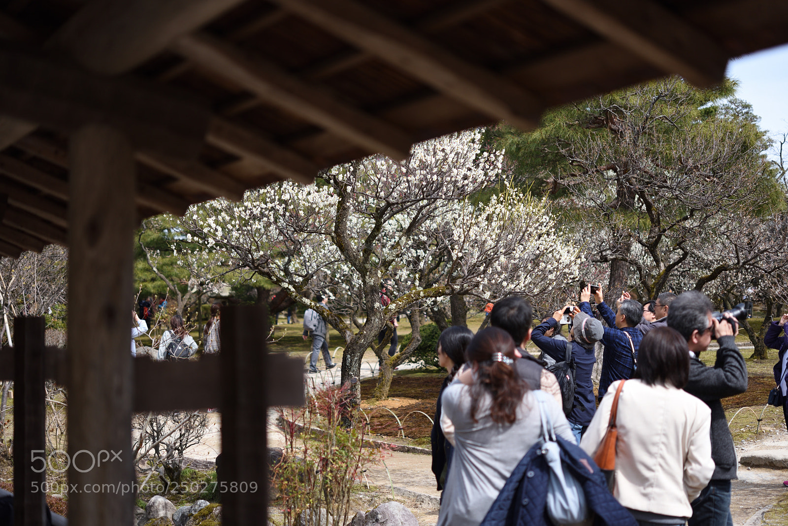 Nikon AF-S Micro-Nikkor 60mm F2.8G ED sample photo. 梅を愛でる 兼六園 金沢 (2) photography
