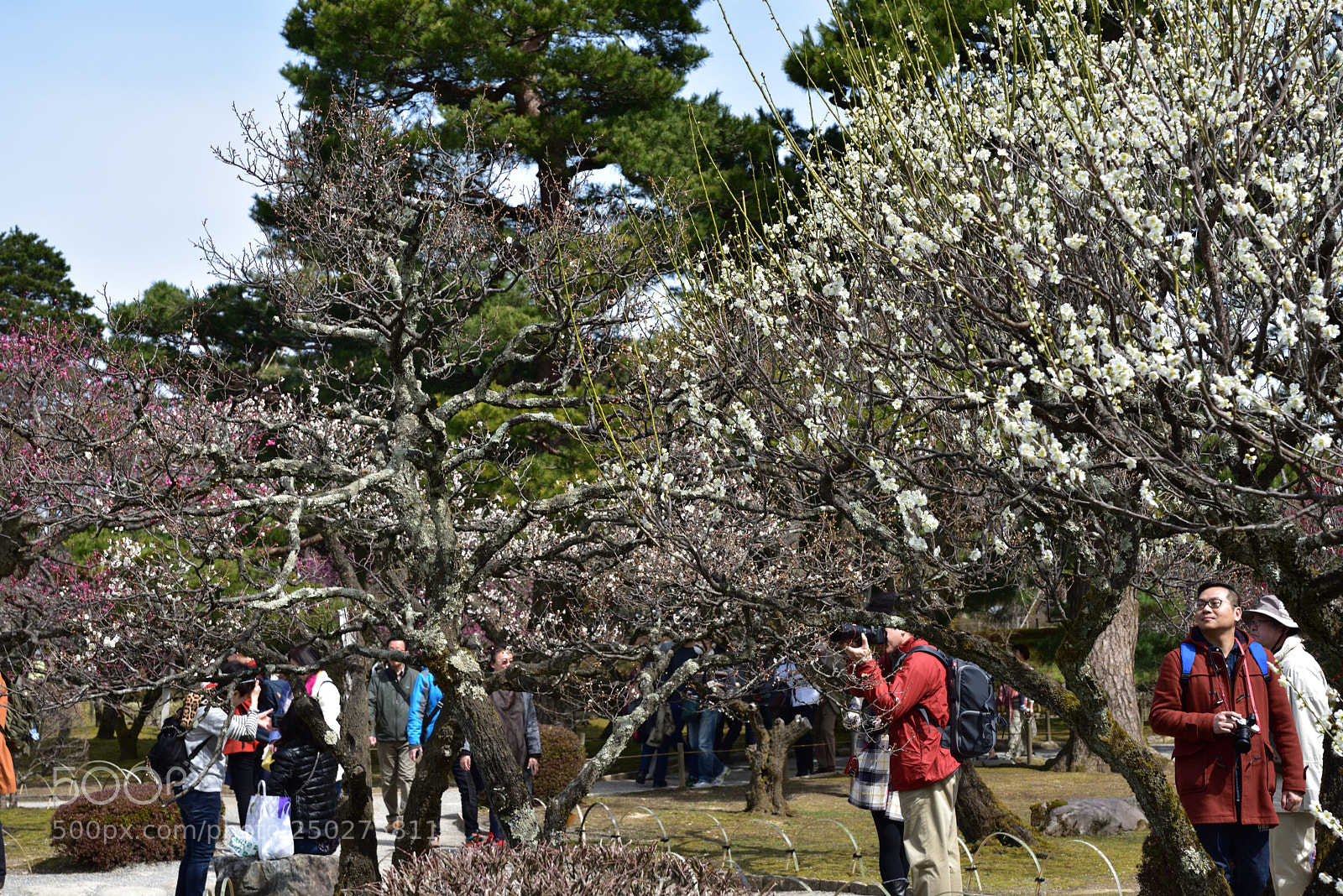 Nikon AF-S Micro-Nikkor 60mm F2.8G ED sample photo. 梅を愛でる 兼六園 金沢 photography