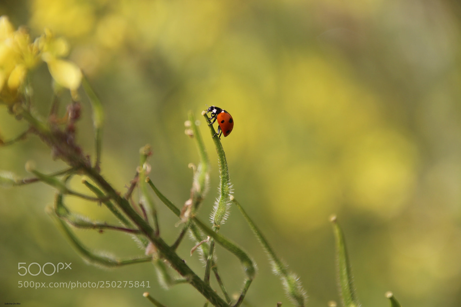 Canon EOS 700D (EOS Rebel T5i / EOS Kiss X7i) sample photo. Ladybug in meddow photography