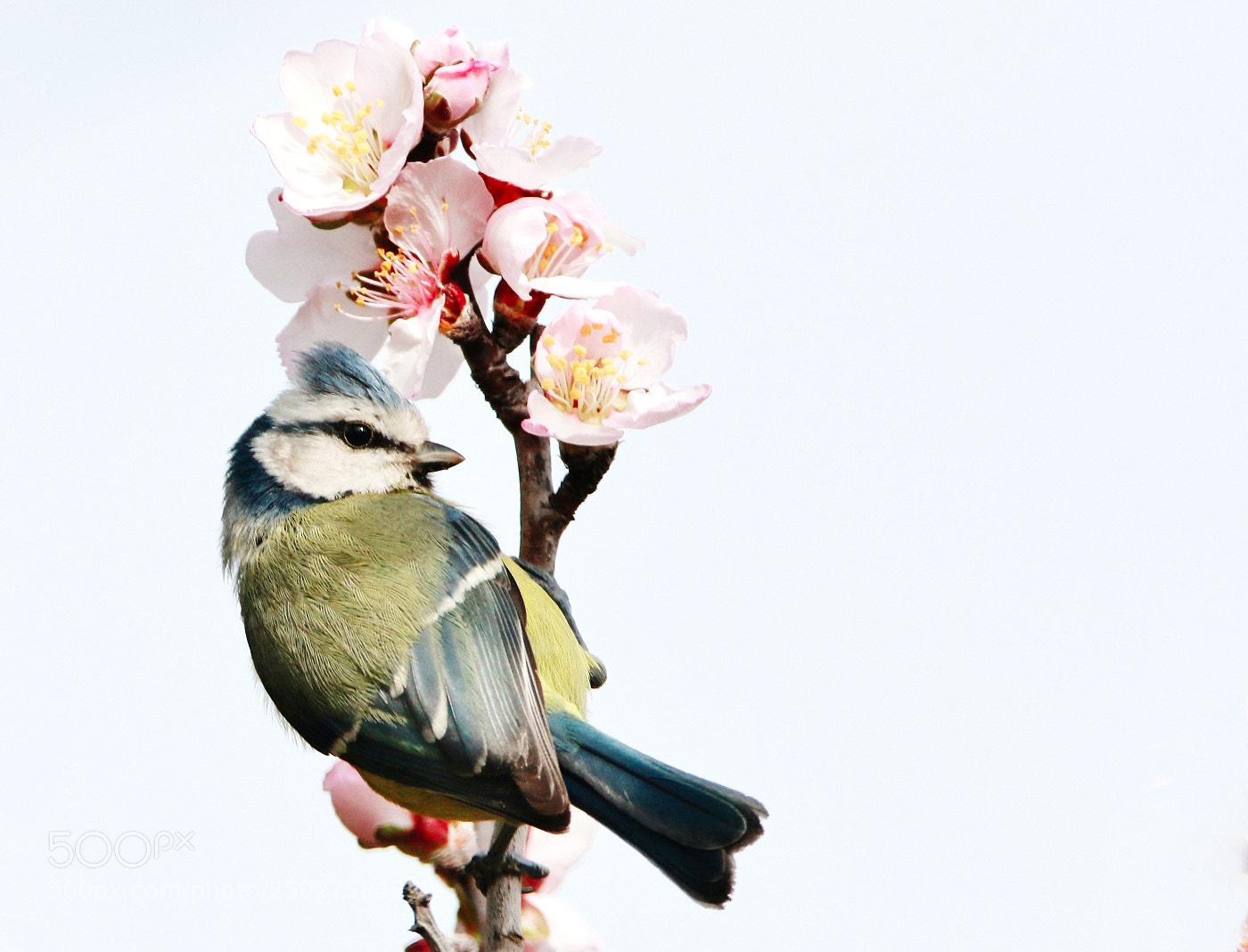 Canon EOS 70D sample photo. Primavera - spring photography