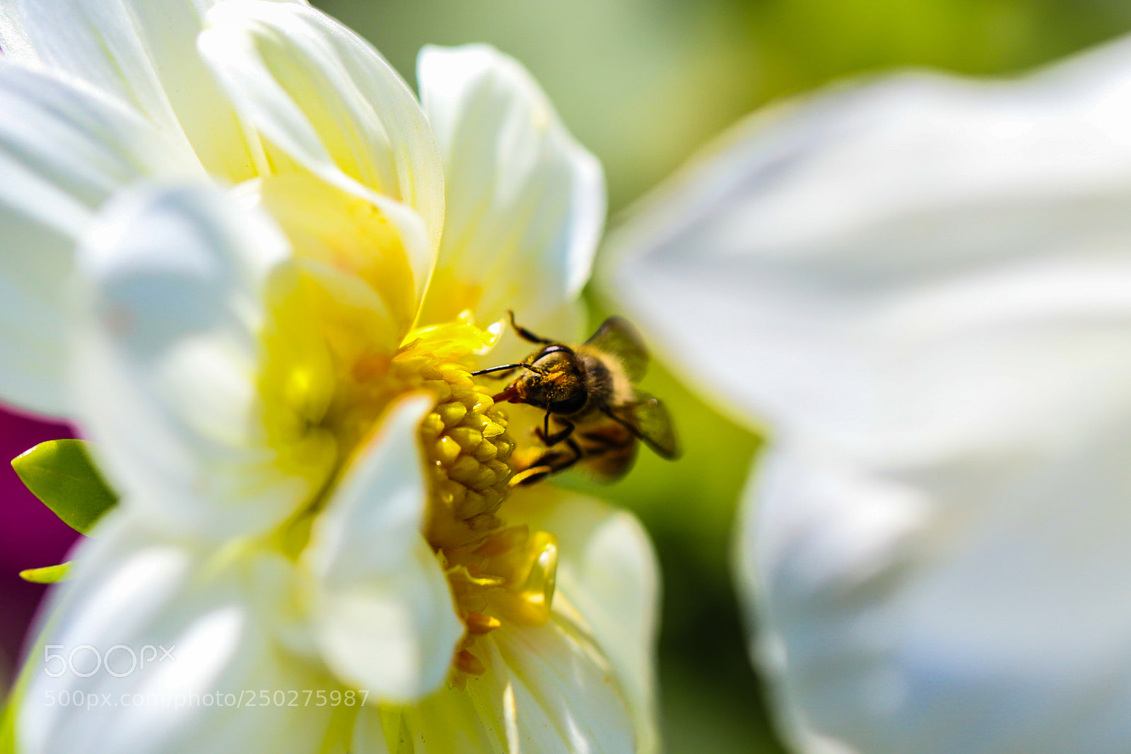 Canon EOS 6D Mark II sample photo. Untitled photography