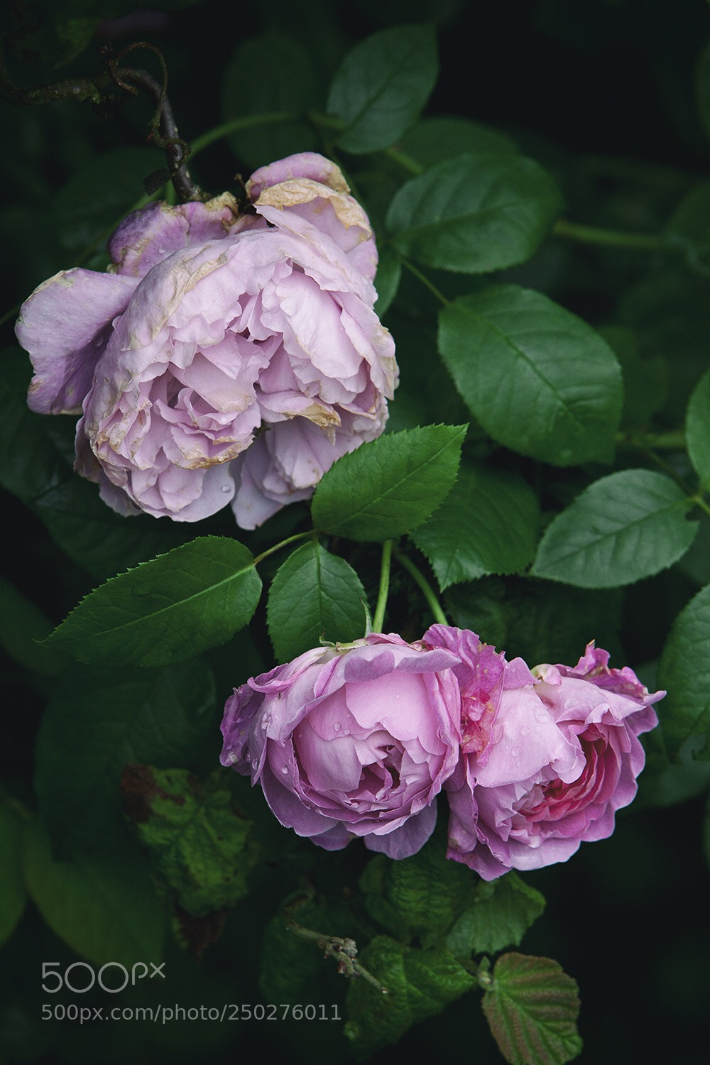 Canon EOS 5D Mark II sample photo. Flowers  photography