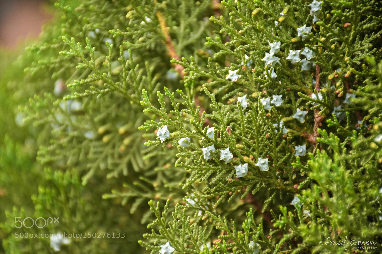 Nikon D7200 sample photo. Tamarisk tree photography