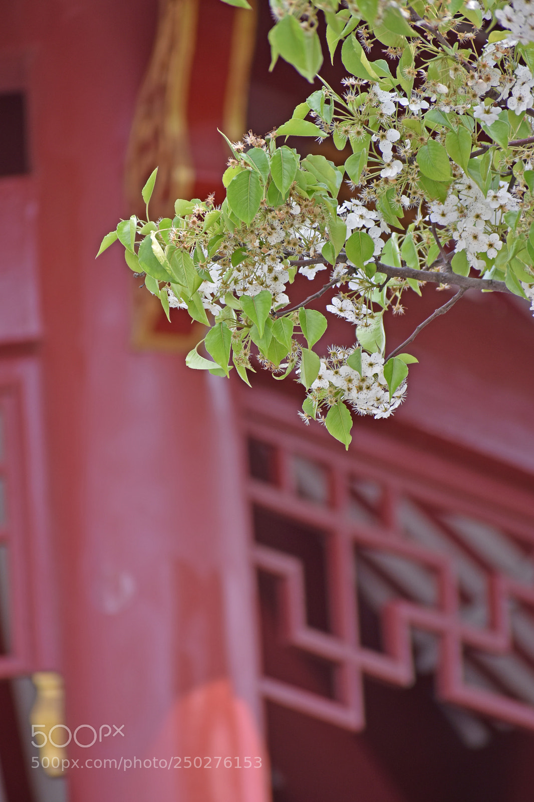 Nikon D7200 sample photo. 梨花美 photography