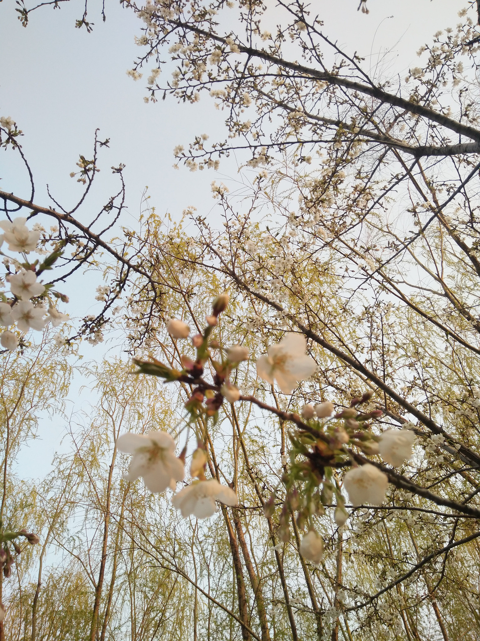 vivo X7 sample photo. 许院樱花 photography