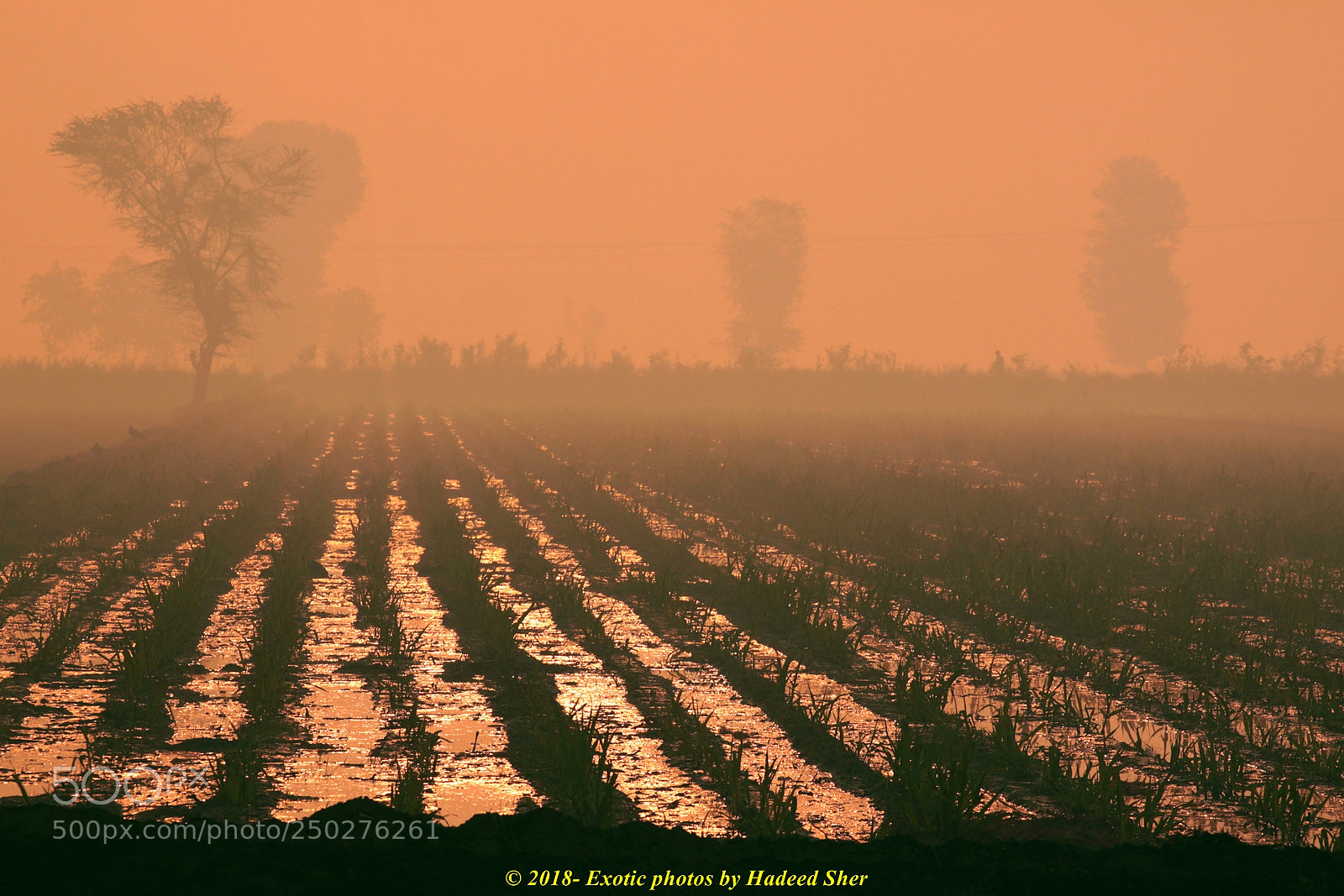 Canon EOS 500D (EOS Rebel T1i / EOS Kiss X3) sample photo. Colors of punjab !! photography